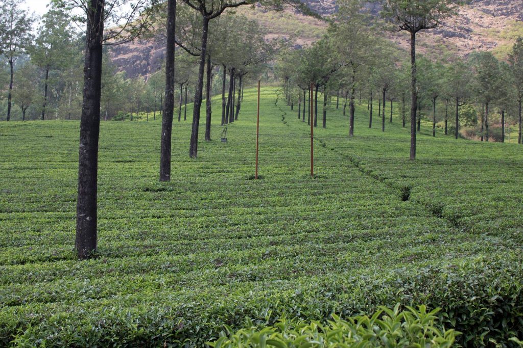 Kerala - Munnar - Tea Gardens